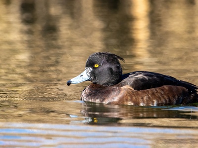 Tufted Duck