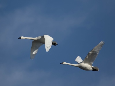 Tundra Swan