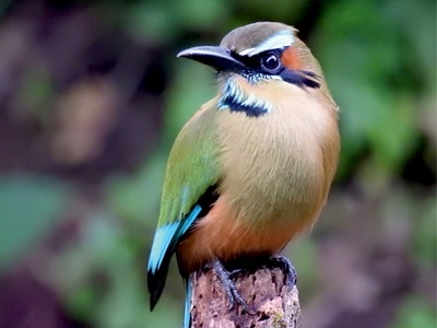 Turquoise-browed Motmot