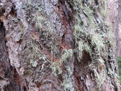 Usnea (old man's beard)
