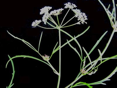 Water hemlock
