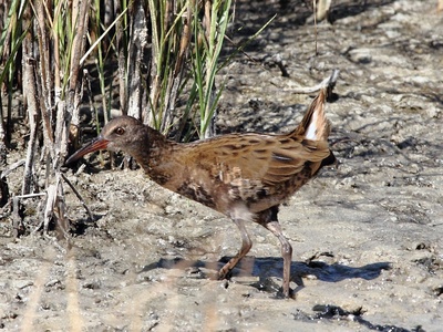 Water Rail