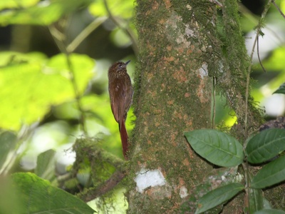Wedge-billed Woodcreeper