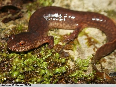 West Virginia Spring Salamander
