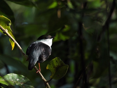 White-bearded Manakin