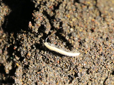 White's Cave Millipede