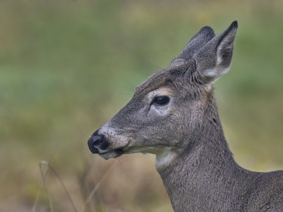 White-tailed deer
