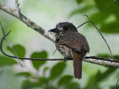 White-whiskered Puffbird