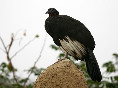 White-winged Guan