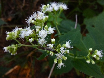 White snakeroot