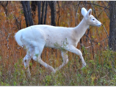 White‑tailed deer