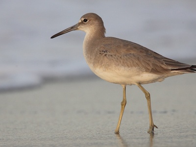 Willet