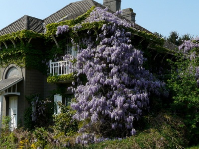 Wisteria