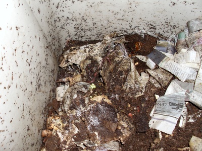 Worm castings (vermicompost)