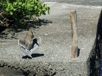 Yellow-crowned Night-Heron