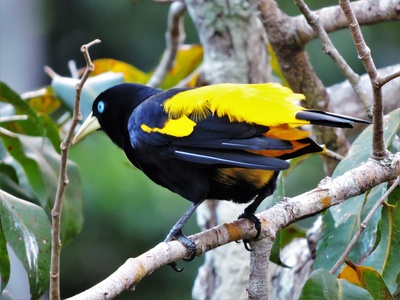 Yellow-rumped Cacique