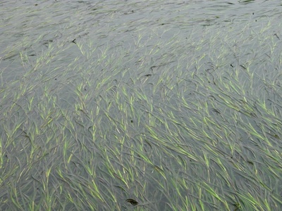Zostera marina