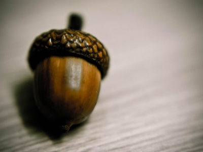 Acorn (oak)