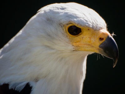 African Fish-Eagle