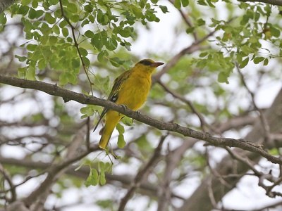 African Golden Oriole