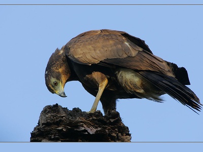 African Harrier-Hawk