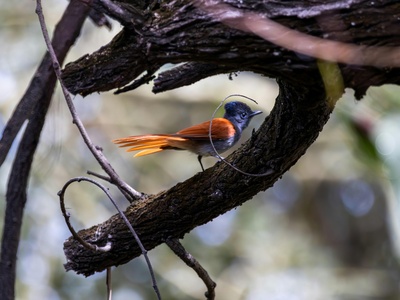 African Paradise Flycatcher