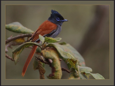 African Paradise Flycatcher