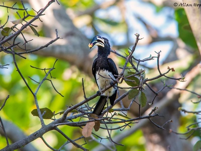 African Pied Hornbill