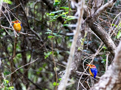 African Pygmy Kingfisher
