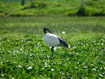 African Sacred Ibis