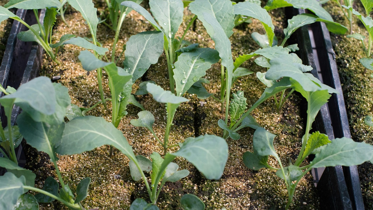 Greenhouse nutrient solutions and industrial gas scrubber using aqueous potassium carbonate