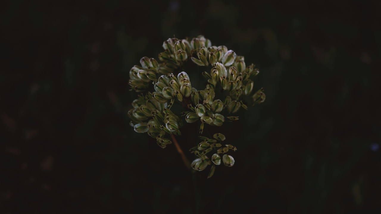 Researchers comparing crop varieties in a field trial.