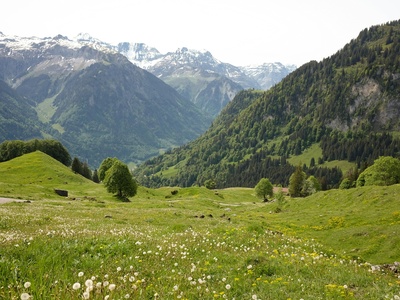 Alpine pasture