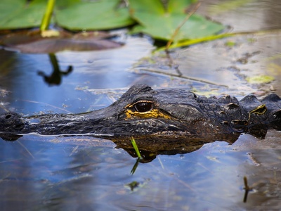 American alligator