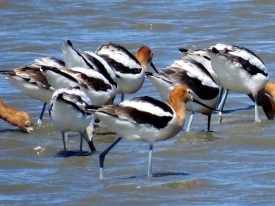 American Avocet