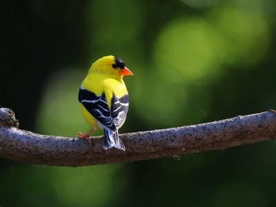 American Goldfinch