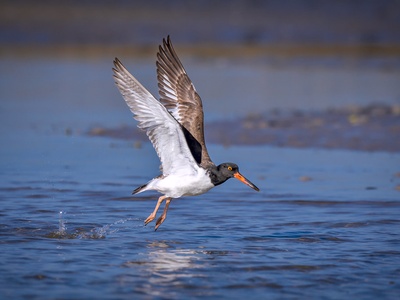 American Oystercatcher