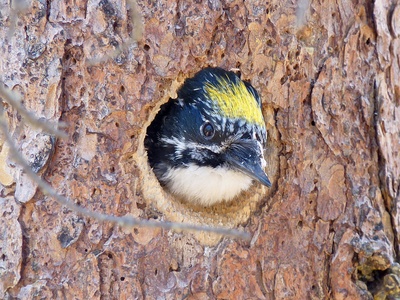 American Three-toed Woodpecker