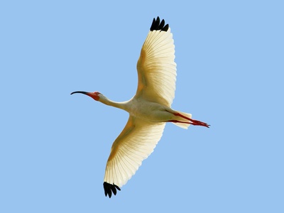 American White Ibis