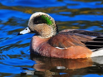American Wigeon