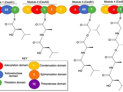 Amide (peptide) bond