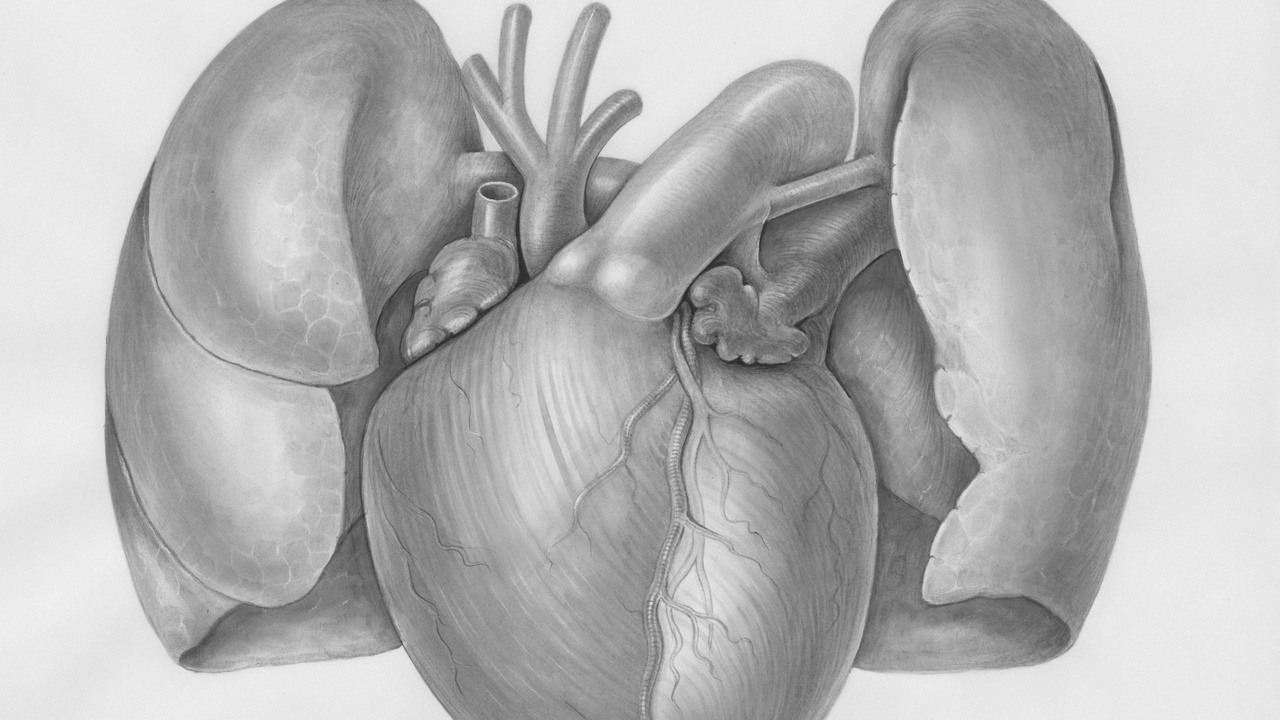 Illustration of lungs anatomy showing alveoli and airways