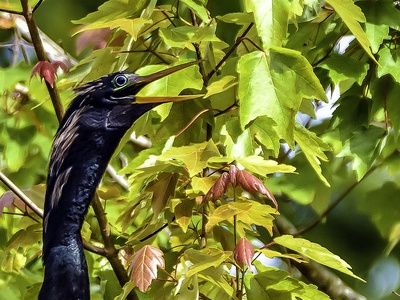 Anhinga