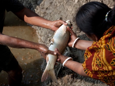 Aquaculture (shrimp,fish)