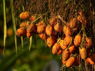 Areca nut (betel nut)