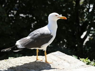 Armenian Gull