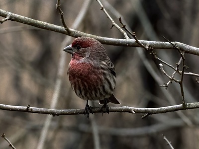 Ashland Nature Center