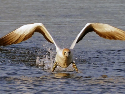 Australasian Gannet