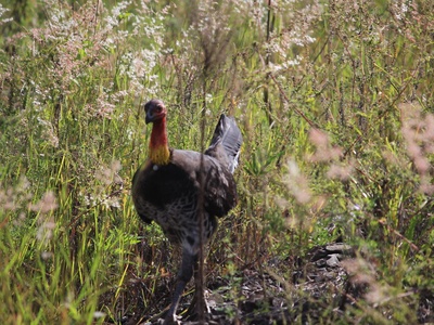 Australian Brush-turkey