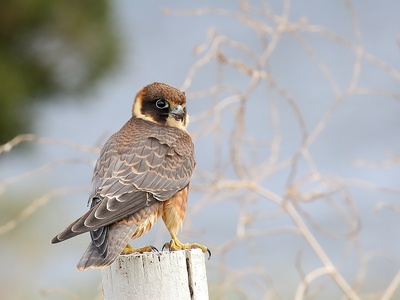Australian Hobby